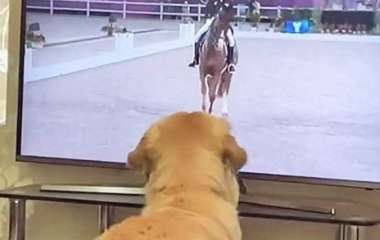 Сети покорил пес, обожающий соревнования по верховой езде (ВИДЕО)