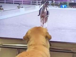 Мережі підкорив пес, який обожнює змагання з верхової їзди (ВІДЕО)