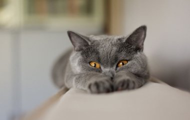 Реакция котика на новый лоток до слез рассмешила Сеть