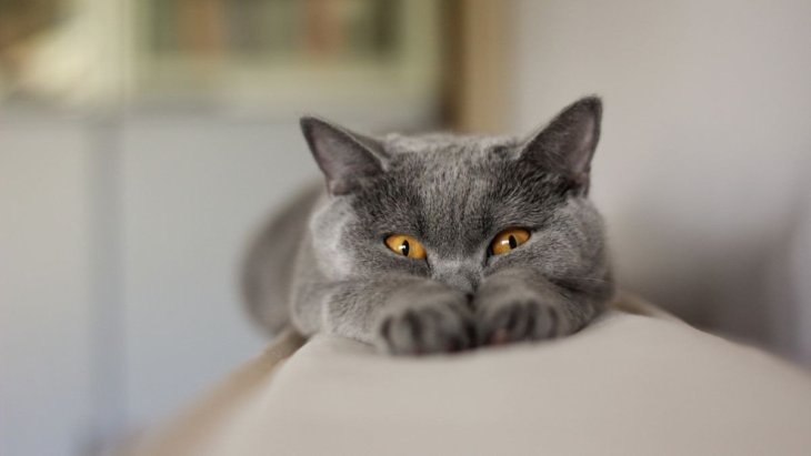 Реакция котика на новый лоток до слез рассмешила Сеть