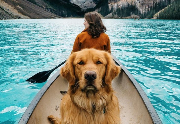 Пес-путешественник повеселил пользователей Instagram (ФОТО)