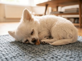 Більше, ніж ви думаєте: ветеринар ошелешив тим, скільки годин сну потрібно вашому собаці