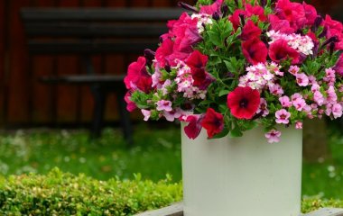 Петунії цвістимуть без упину — для поливу знадобиться лише один інгредієнт із кухні