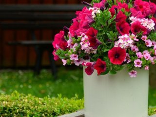 Петунії цвістимуть без упину — для поливу знадобиться лише один інгредієнт із кухні
