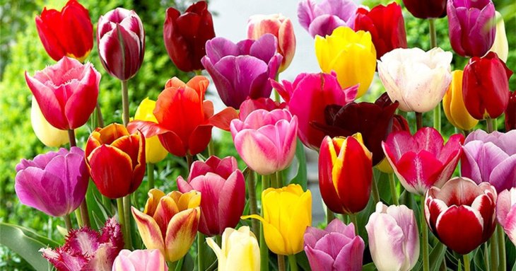 Як садити тюльпани восени: 3 способи для неймовірного цвітіння