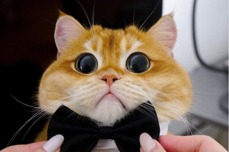 Кот нашел забавный способ отомстить сбежавшему от него кроту (ВИДЕО)