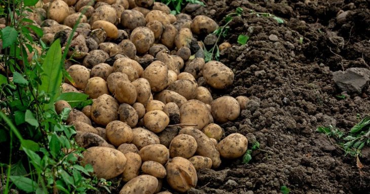 Що посіяти після картоплі: ґрунт стане як після перегною, зникнуть дротяник та парша