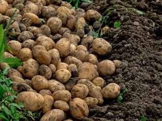 Що посіяти після картоплі: ґрунт стане як після перегною, зникнуть дротяник та парша