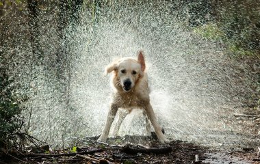 В Сети «завирусился» пес, обожающий смотреть на дождь