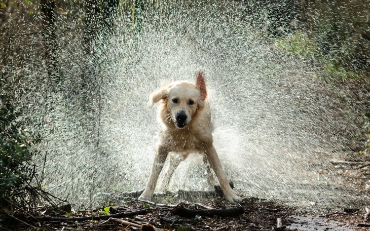 В Сети «завирусился» пес, обожающий смотреть на дождь