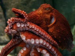 Осьминог показал дайверу, как правильно прятаться (ВИДЕО)