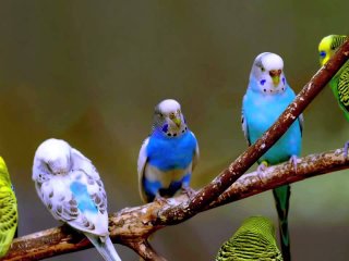 Папуга у Новій Зеландії мимоволі став відеоблогером, викравши камеру (відео)