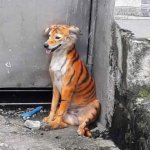 Фермер превратил собаку в «тигра», чтобы отпугивать вредителей (ФОТО)