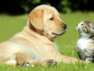 Собака и кот стали родителями для маленьких бабуинов (ВИДЕО)