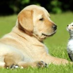 Собака и кот стали родителями для маленьких бабуинов (ВИДЕО)