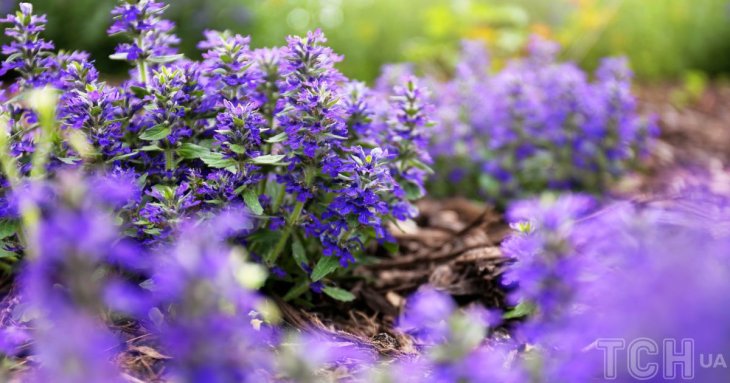 Які рослини витісняють бур’яни: 5 найкращих варіантів для клумби