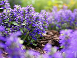 Які рослини витісняють бур’яни: 5 найкращих варіантів для клумби