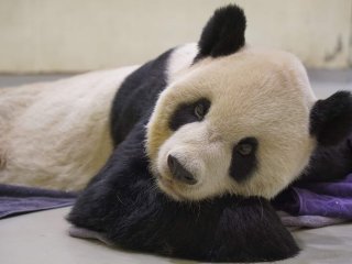 Сети покорила встреча панд-близнецов после разлуки (ВИДЕО)