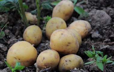 Які найкращі сорти картоплі: рясно родять, добре зберігаються і мають великі крохмалисті бульби