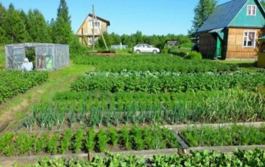 Що і коли садити в червні за місячним календарем: сприятливі та несприятливі дні