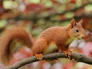 Сеть насмешила реакция белки на камеру (ВИДЕО)