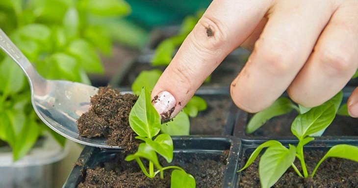 Як посіяти перець: як прискорити ріст розсади та отримати результат на тиждень раніше