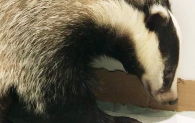 Знайдіть 12 відмінностей між двома борсуками за 60 секунд — тест на спостережливість