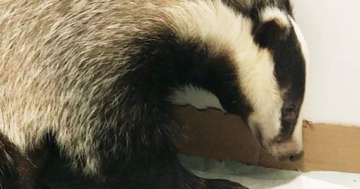 Знайдіть 12 відмінностей між двома борсуками за 60 секунд — тест на спостережливість