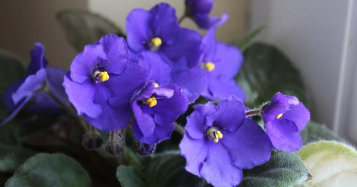 Полийте фіалку цим настоєм зі шкірок — і вона пишно зацвіте: секрет професійних флористів