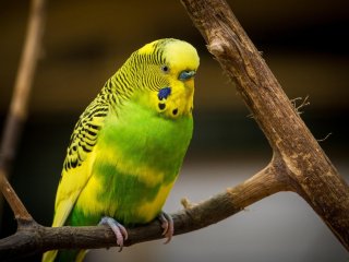 Попугай, охраняющий дом, порадовал Сеть (ВИДЕО)