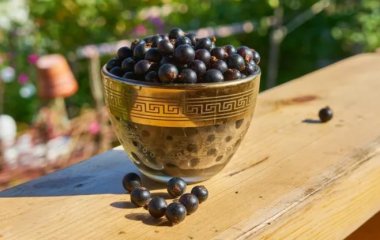 Користь та шкода чорної смородини: як ягода впливає на організм людини