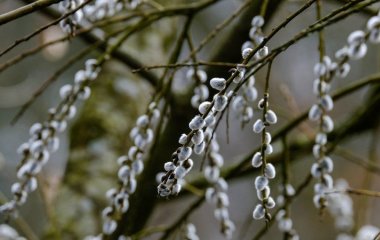 Ви ніколи не здогадаєтесь, чим котики верби відрізняються від справжніх квітів