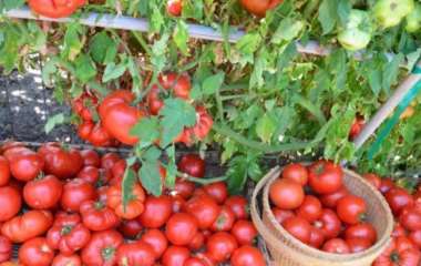 Бюджетный трюк: простая дешевая крупа увеличит ваш урожай помидоров в разы