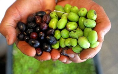 Вчені назвали продукт, що захищає від недоумства