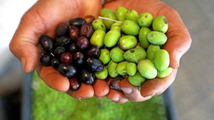 Вчені назвали продукт, що захищає від недоумства