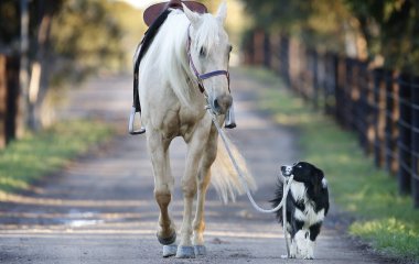 Дружба собаки и коня покорила Сеть (ВИДЕО)