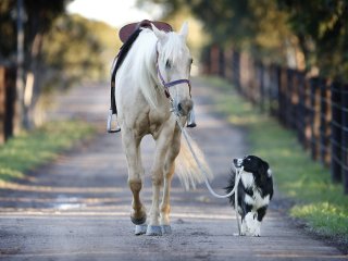 Дружба собаки и коня покорила Сеть (ВИДЕО)