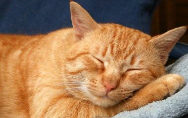 Сеть повеселил кот, не умеющий прыгать