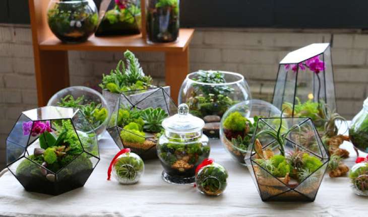 Как создать мини-сад из комнатных растений
