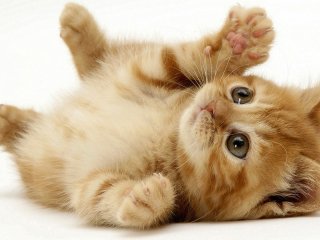 Сети рассмешил кот, ревнующий хозяина к котёнку