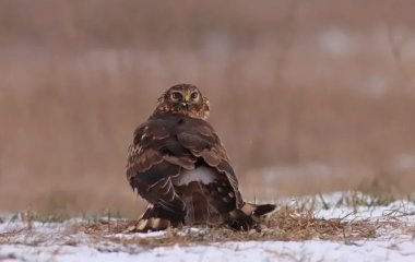 Рідкісного птаха помітили на Дніпропетровщині: який вигляд має (фото)
