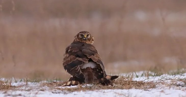 Рідкісного птаха помітили на Дніпропетровщині: який вигляд має (фото)
