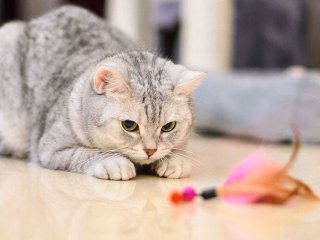 Чому коти піднімають сідниці, коли бачать людей: ветеринари назвали зворушливу причину