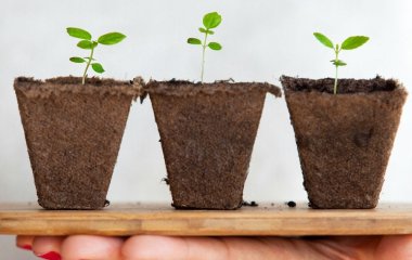 Як у січні 2026 року підготувати ґрунт для розсади, який дає результат у 5 разів кращий за гній