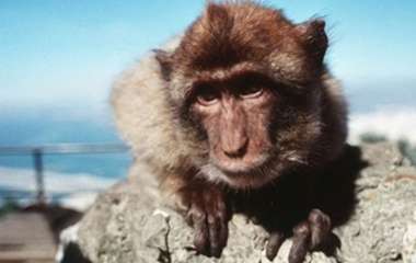 Сети насмешила преступница-обезьяна (ВИДЕО)