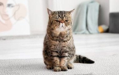 Як назавжди позбутися запаху котячої сечі розповіли експерти