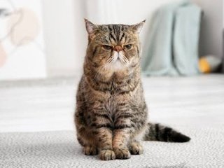 Як назавжди позбутися запаху котячої сечі розповіли експерти