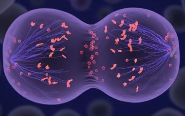 Вчені з'ясували, як спричинити безпліддя на генетичному рівні