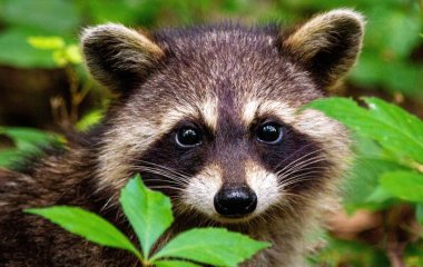 Голодный енот, чтобы достать еду из птичьей кормушки, продемонстрировал почти цирковые трюки