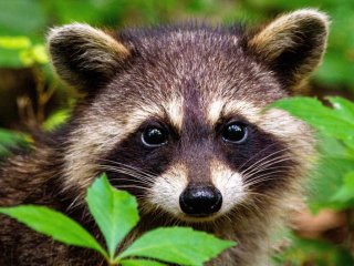 Голодный енот, чтобы достать еду из птичьей кормушки, продемонстрировал почти цирковые трюки